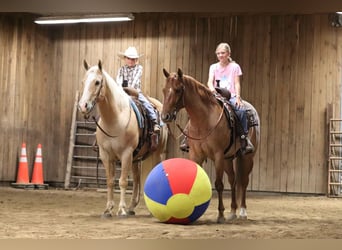 Caballo cuarto de milla, Caballo castrado, 8 años, 152 cm, Palomino