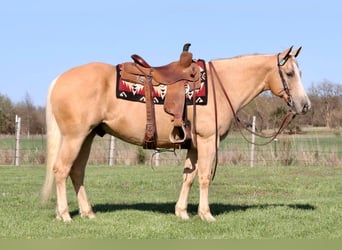 Caballo cuarto de milla, Caballo castrado, 8 años, 152 cm, Palomino