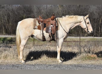 Caballo cuarto de milla, Caballo castrado, 8 años, 152 cm, Palomino