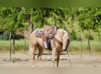 Caballo cuarto de milla, Caballo castrado, 8 años, 152 cm, Palomino