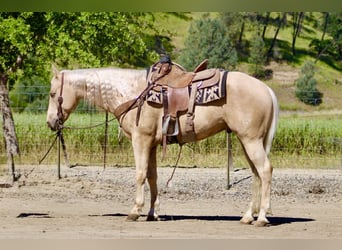 Caballo cuarto de milla, Caballo castrado, 8 años, 152 cm, Palomino