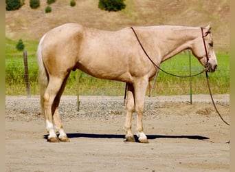 Caballo cuarto de milla, Caballo castrado, 8 años, 152 cm, Palomino