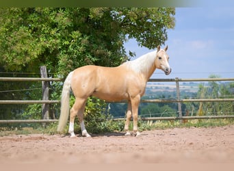 Caballo cuarto de milla, Caballo castrado, 8 años, 152 cm, Palomino