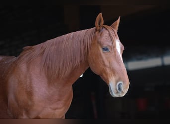 Caballo cuarto de milla, Caballo castrado, 8 años, 152 cm, Ruano alazán