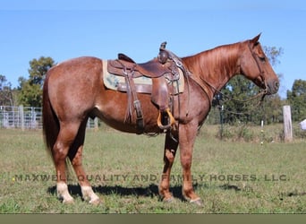 Caballo cuarto de milla, Caballo castrado, 8 años, 152 cm, Ruano alazán