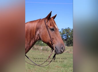 Caballo cuarto de milla, Caballo castrado, 8 años, 152 cm, Ruano alazán