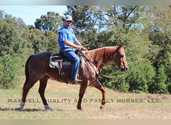 Caballo cuarto de milla, Caballo castrado, 8 años, 152 cm, Ruano alazán