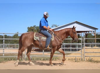 Caballo cuarto de milla, Caballo castrado, 8 años, 152 cm, Ruano alazán