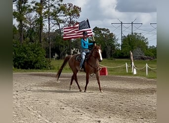 Caballo cuarto de milla, Caballo castrado, 8 años, 152 cm, Ruano alazán