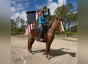 Caballo cuarto de milla, Caballo castrado, 8 años, 152 cm, Ruano alazán