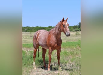 Caballo cuarto de milla, Caballo castrado, 8 años, 152 cm, Ruano alazán