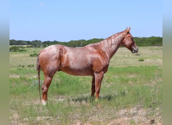 Caballo cuarto de milla, Caballo castrado, 8 años, 152 cm, Ruano alazán