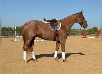 Caballo cuarto de milla, Caballo castrado, 8 años, 152 cm, Ruano alazán