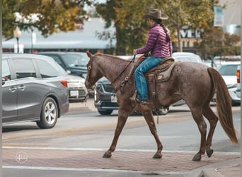 Caballo cuarto de milla, Caballo castrado, 8 años, 152 cm, Ruano alazán