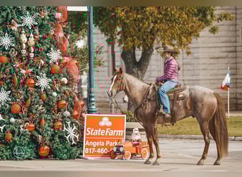 Caballo cuarto de milla, Caballo castrado, 8 años, 152 cm, Ruano alazán