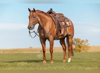 Caballo cuarto de milla, Caballo castrado, 8 años, 152 cm, Ruano alazán