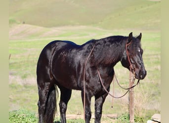 Caballo cuarto de milla, Caballo castrado, 8 años, 152 cm, Ruano azulado