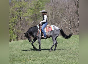 Caballo cuarto de milla, Caballo castrado, 8 años, 152 cm, Ruano azulado