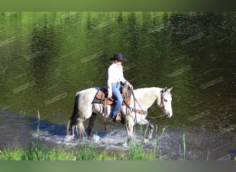 Caballo cuarto de milla, Caballo castrado, 8 años, 152 cm, Tordo