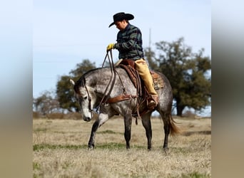 Caballo cuarto de milla, Caballo castrado, 8 años, 152 cm, Tordo