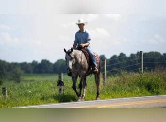 Caballo cuarto de milla, Caballo castrado, 8 años, 152 cm, Tordo