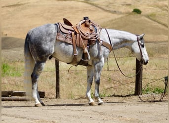 Caballo cuarto de milla, Caballo castrado, 8 años, 152 cm, Tordo rodado
