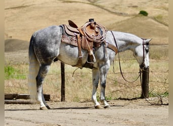 Caballo cuarto de milla, Caballo castrado, 8 años, 152 cm, Tordo rodado