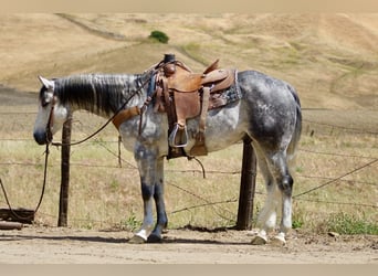 Caballo cuarto de milla, Caballo castrado, 8 años, 152 cm, Tordo rodado