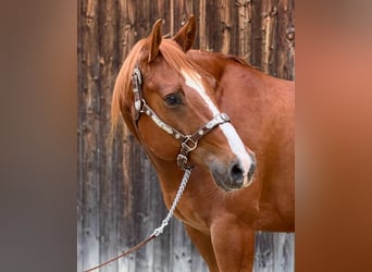 Caballo cuarto de milla, Caballo castrado, 8 años, 154 cm, Red Dun/Cervuno