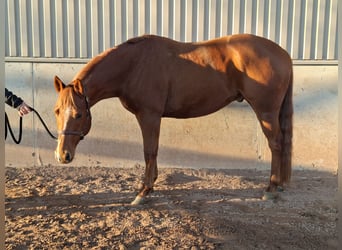 Caballo cuarto de milla, Caballo castrado, 8 años, 155 cm, Alazán