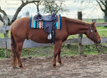Caballo cuarto de milla, Caballo castrado, 8 años, 155 cm, Alazán