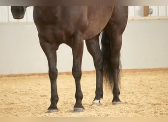 Caballo cuarto de milla, Caballo castrado, 8 años, 155 cm, Negro