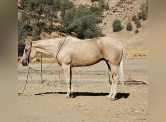 Caballo cuarto de milla, Caballo castrado, 8 años, 155 cm, Palomino