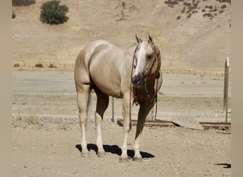 Caballo cuarto de milla, Caballo castrado, 8 años, 155 cm, Palomino