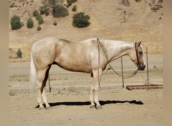 Caballo cuarto de milla, Caballo castrado, 8 años, 155 cm, Palomino