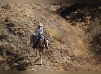 Caballo cuarto de milla, Caballo castrado, 8 años, 155 cm, Palomino