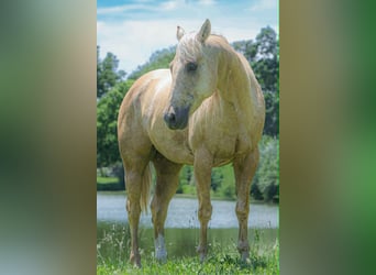 Caballo cuarto de milla, Caballo castrado, 8 años, 155 cm, Palomino