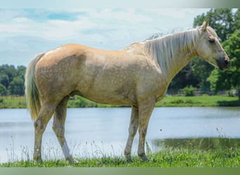 Caballo cuarto de milla, Caballo castrado, 8 años, 155 cm, Palomino