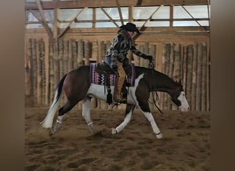 Caballo cuarto de milla, Caballo castrado, 8 años, 155 cm