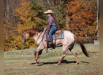 Caballo cuarto de milla, Caballo castrado, 8 años, 155 cm, Ruano alazán