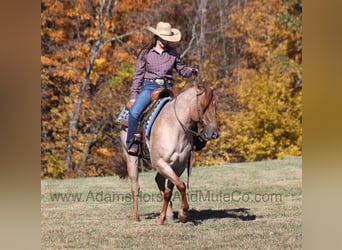 Caballo cuarto de milla, Caballo castrado, 8 años, 155 cm, Ruano alazán