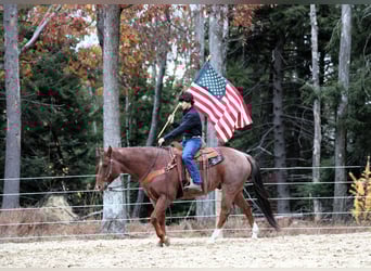 Caballo cuarto de milla, Caballo castrado, 8 años, 155 cm, Ruano alazán