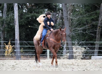 Caballo cuarto de milla, Caballo castrado, 8 años, 155 cm, Ruano alazán