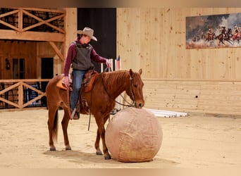 Caballo cuarto de milla, Caballo castrado, 8 años, 155 cm, Ruano alazán
