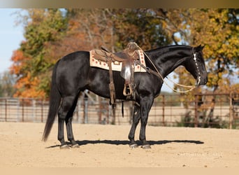 Caballo cuarto de milla, Caballo castrado, 8 años, 155 cm, Ruano azulado
