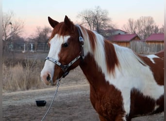 Caballo cuarto de milla, Caballo castrado, 8 años, 155 cm, Tobiano-todas las-capas