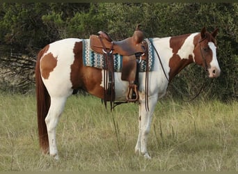 Caballo cuarto de milla, Caballo castrado, 8 años, 155 cm, Tobiano-todas las-capas