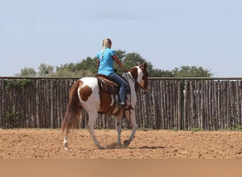 Caballo cuarto de milla, Caballo castrado, 8 años, 155 cm, Tobiano-todas las-capas