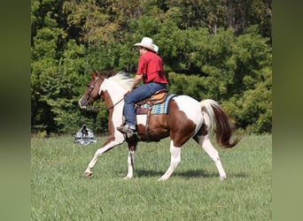 Caballo cuarto de milla, Caballo castrado, 8 años, 155 cm, Tobiano-todas las-capas