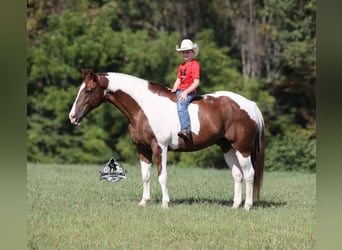 Caballo cuarto de milla, Caballo castrado, 8 años, 155 cm, Tobiano-todas las-capas